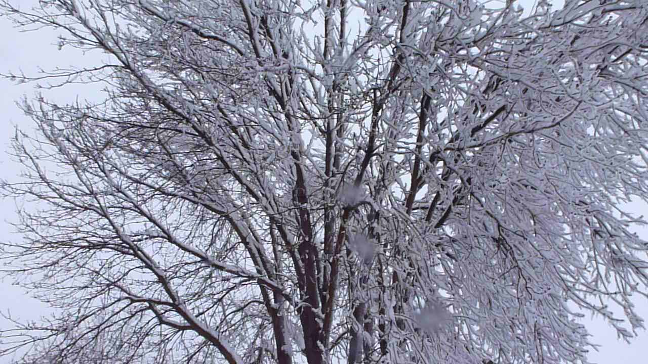 a tree is covered in snow next to other trees