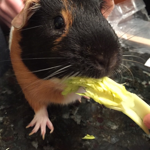 a guinea pig with lettuce in it's mouth