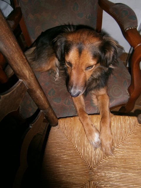 an adorable brown dog laying down on a chair