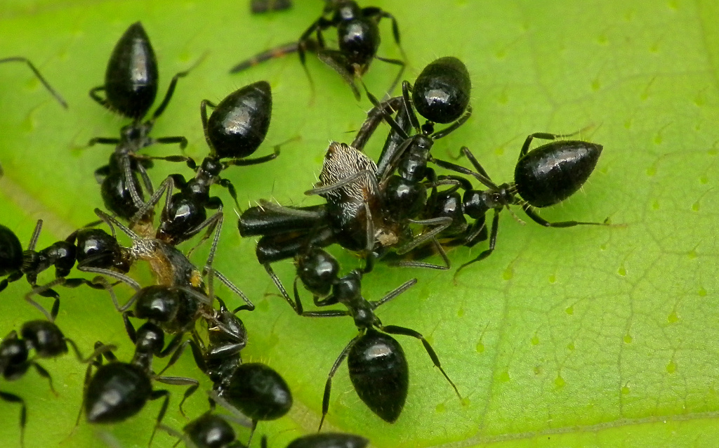 some black bugs on top of a leaf