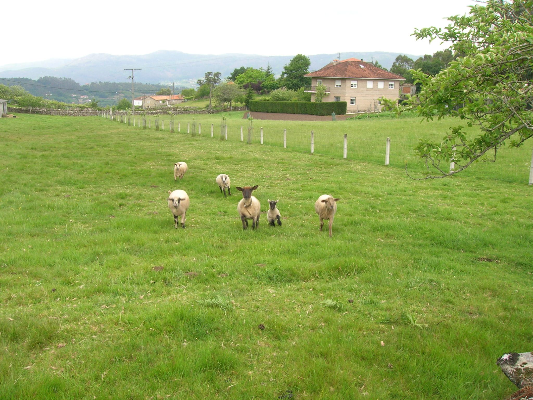 sheep are grazing in a green pasture with houses in the distance