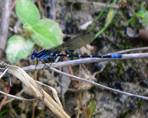 a blue dragonfly sitting on the top of a thin twig