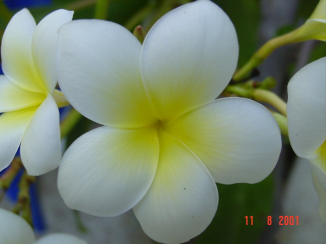 a very pretty white flower with yellow flowers