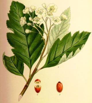 an illustration shows the flowers and leaves of an apricot tree