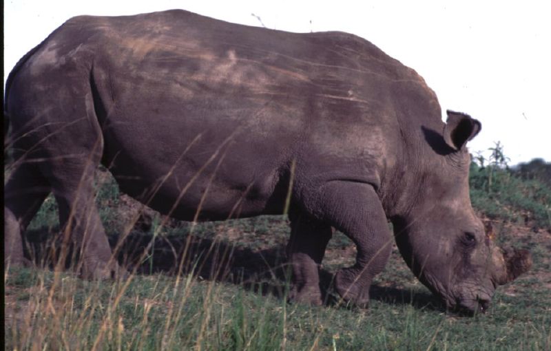 a rhino is grazing on grass near a forest