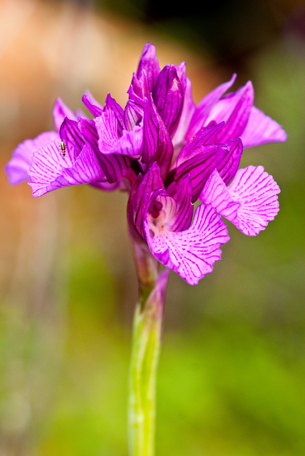 a purple flower with leaves in the background