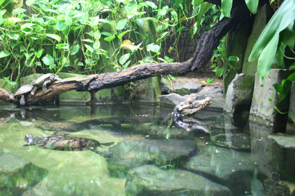 a large snake is sitting on top of a log in the water