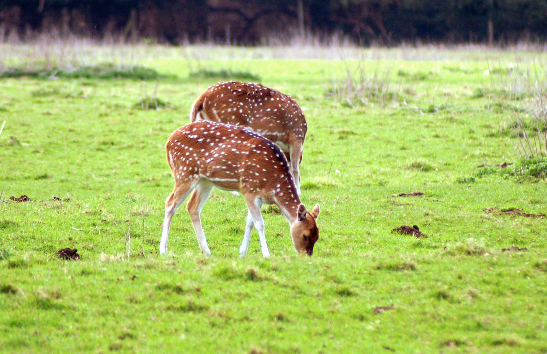 a couple of small deer standing on top of a grass covered field