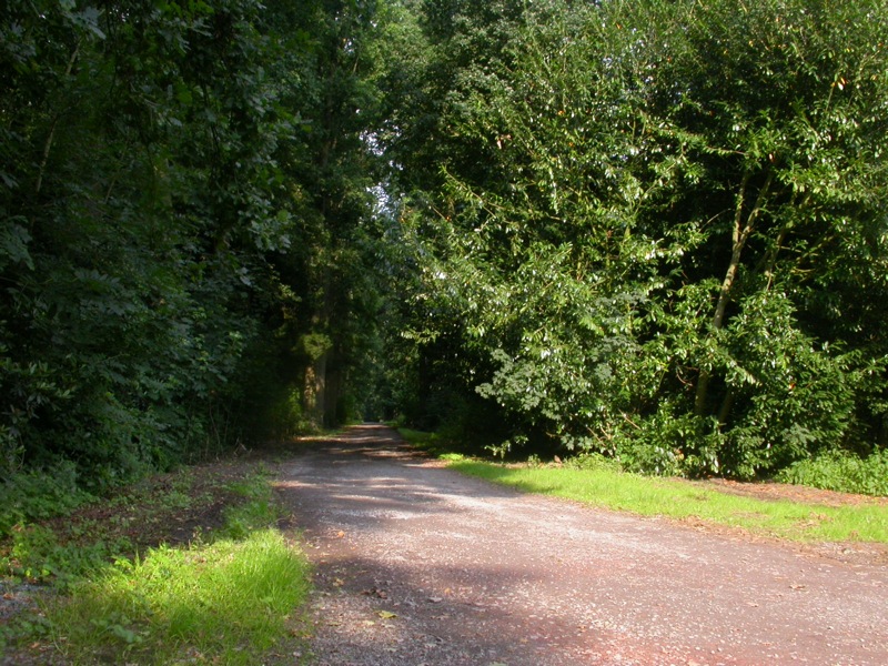 a dirt road surrounded by trees with bright green grass