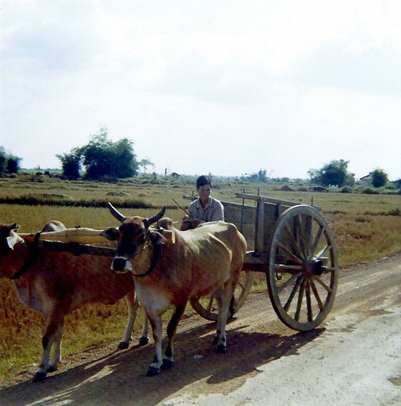 a man that is on a road with some animals