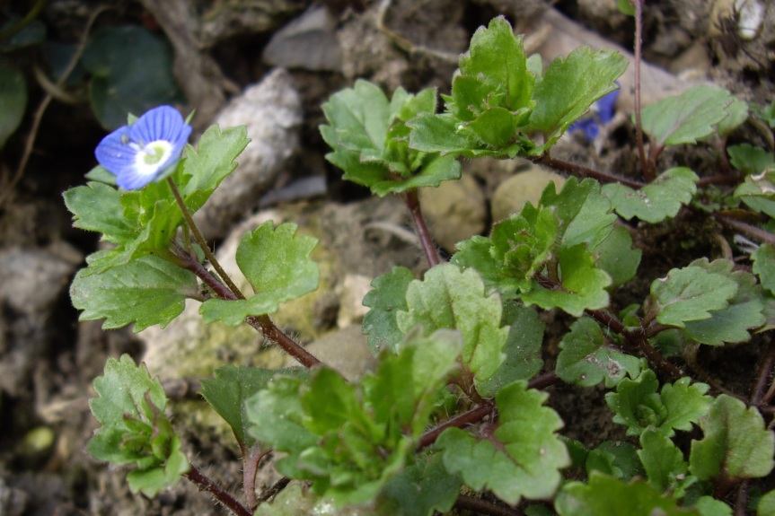 a small blue flower with green leaves near some rocks
