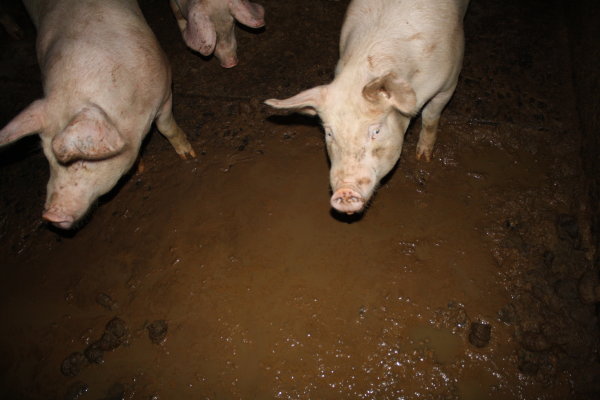 several pigs in muddy area next to each other