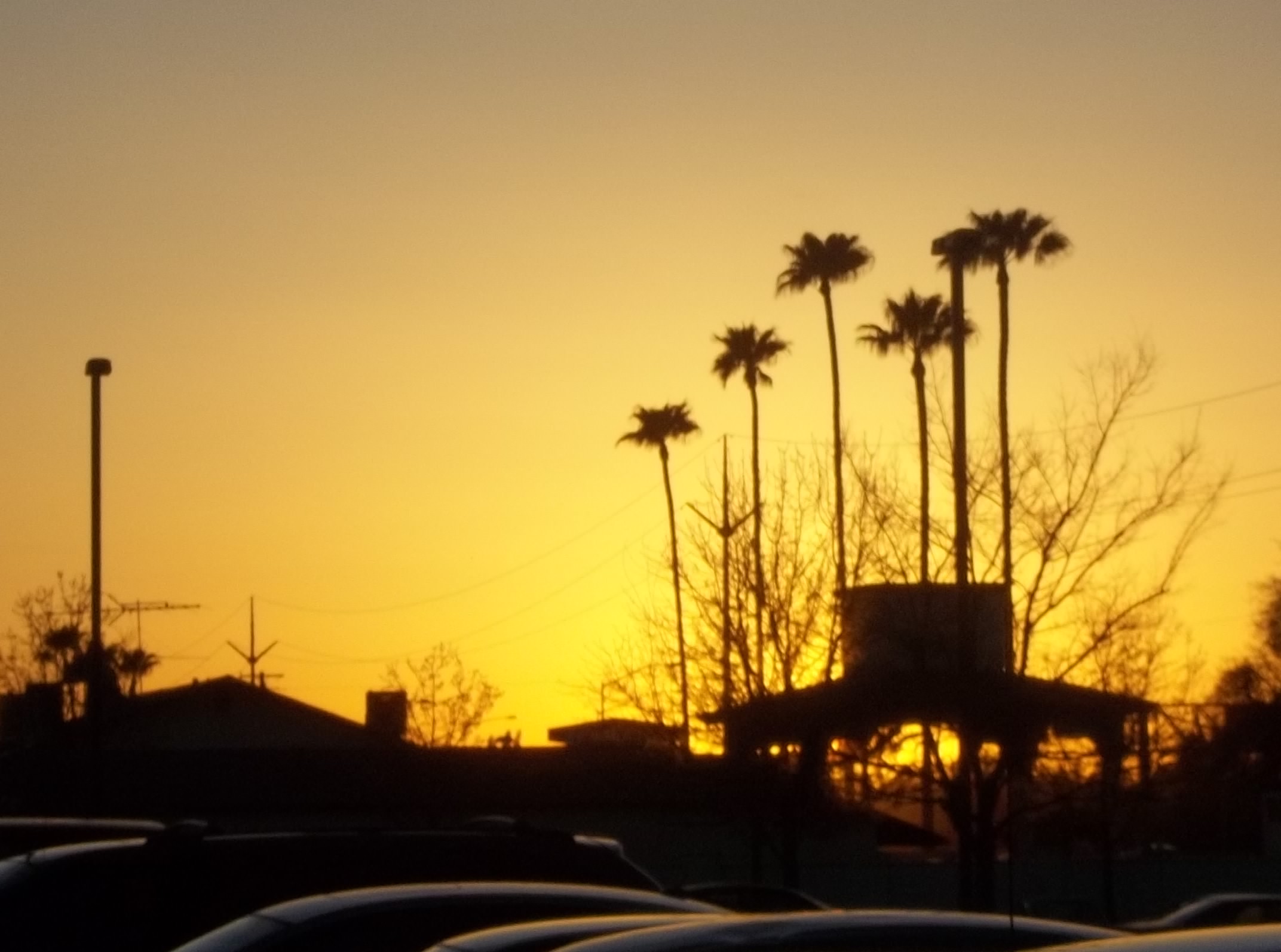 palm trees at sunset are lined up against a parking lot