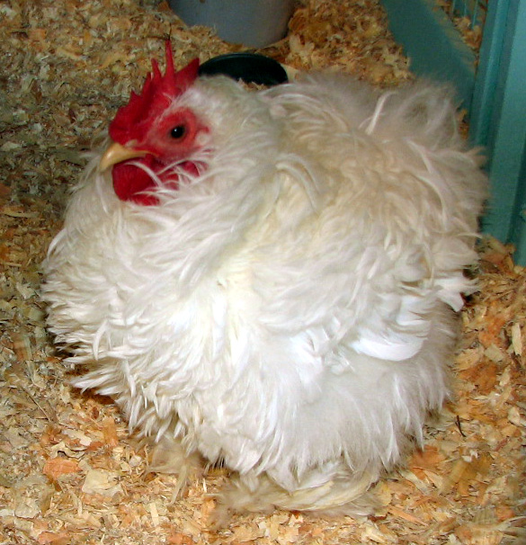 white chicken with long feathers on bed of wood shavings