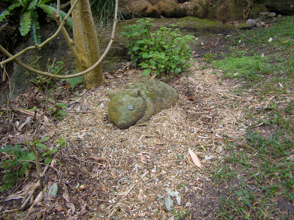 a large bird laying on top of a forest floor