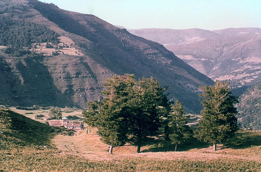 a hillside view of trees in the foreground and a mountain range in the background