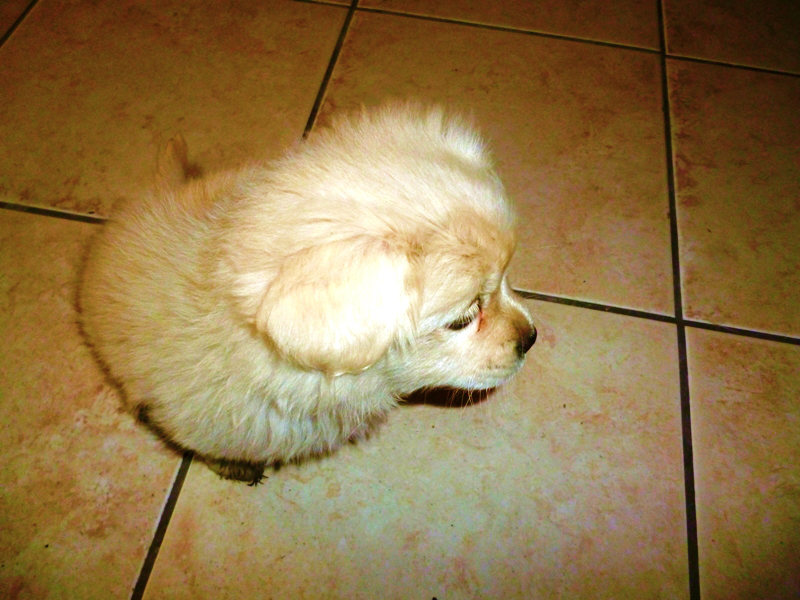 a small puppy sitting on top of a tile floor