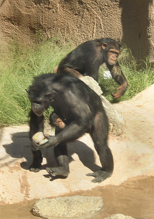 two chimpas playing with balls and toys in an enclosure