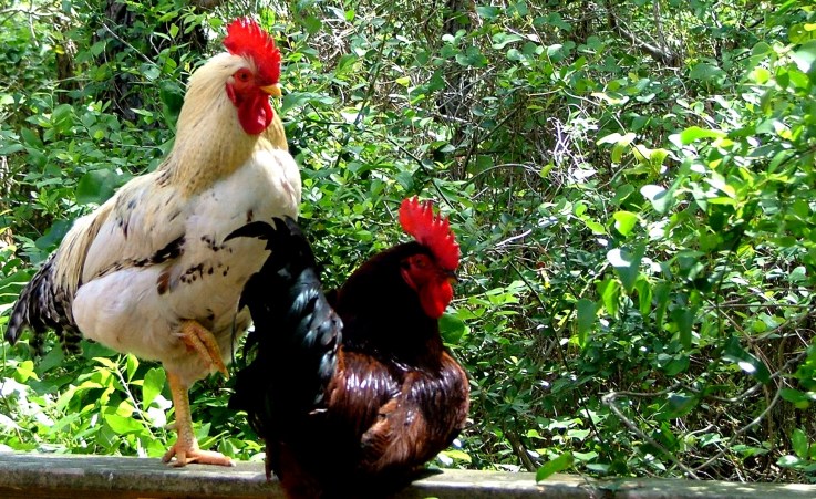 two roosters are standing on a fence