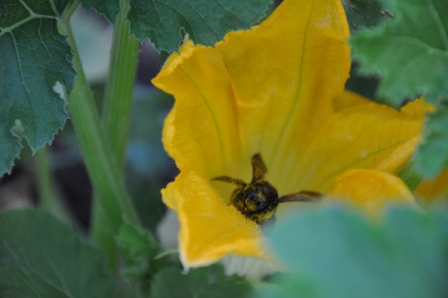 a yellow flower with a large black spider on it