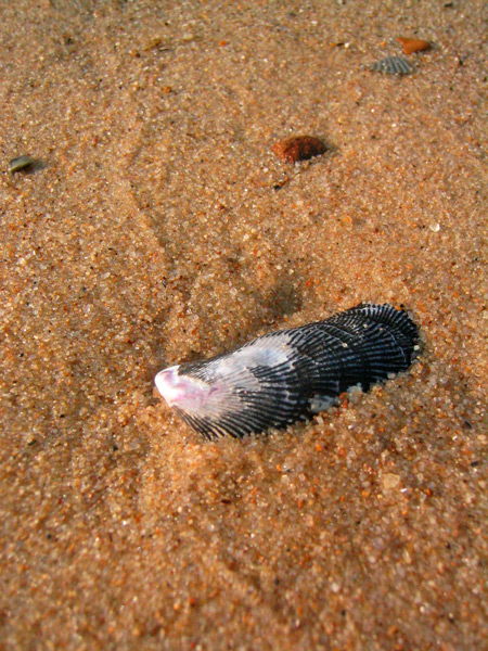 a bird's tail laying on the sand in the sand