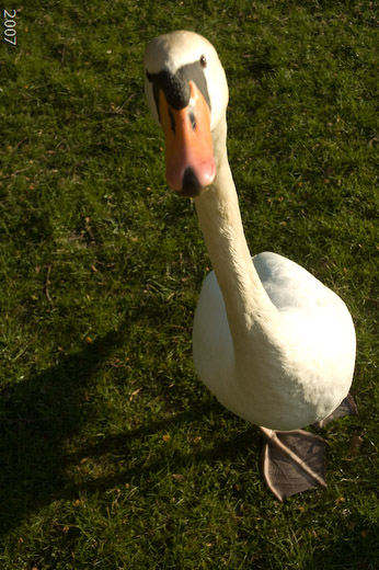 a swan on the grass with its head cocked