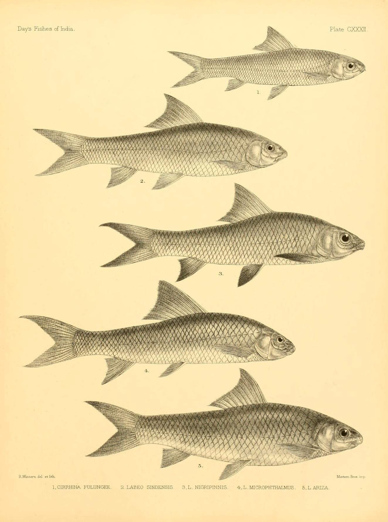 a line up of different types of fish
