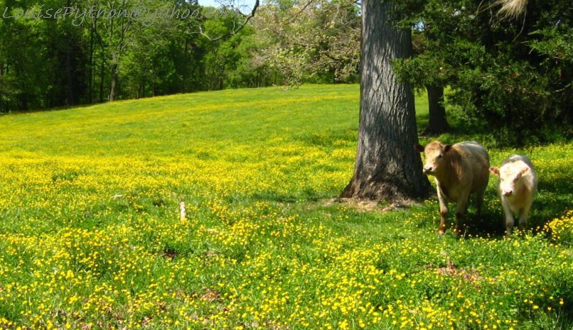a pair of cows stand next to a tree on a grassy hill