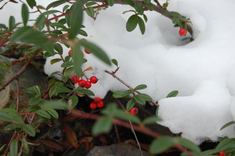 small berries and leaves on the snow covered nches