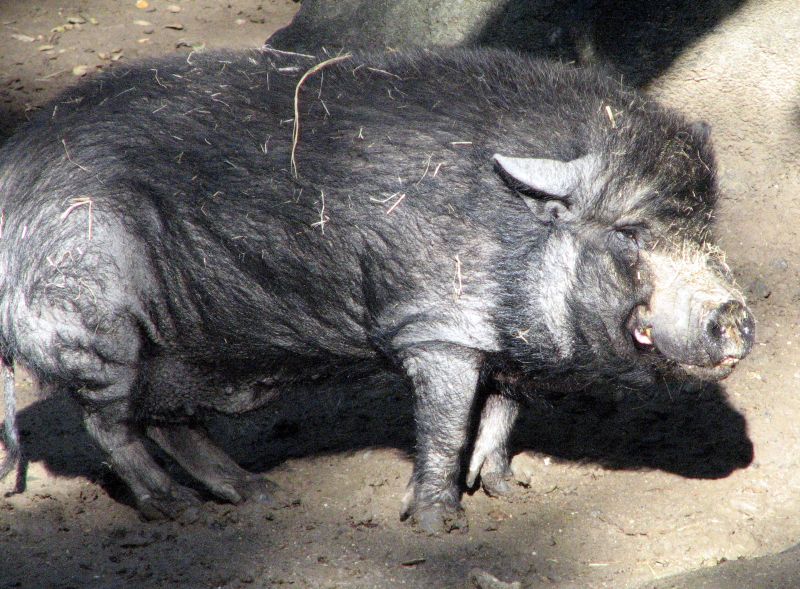 black pig is walking around in its pen