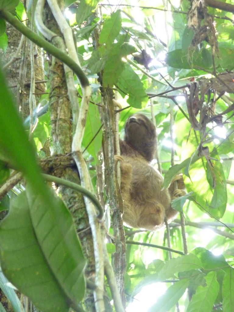 a baby sloth hanging from a tree in the rainforest