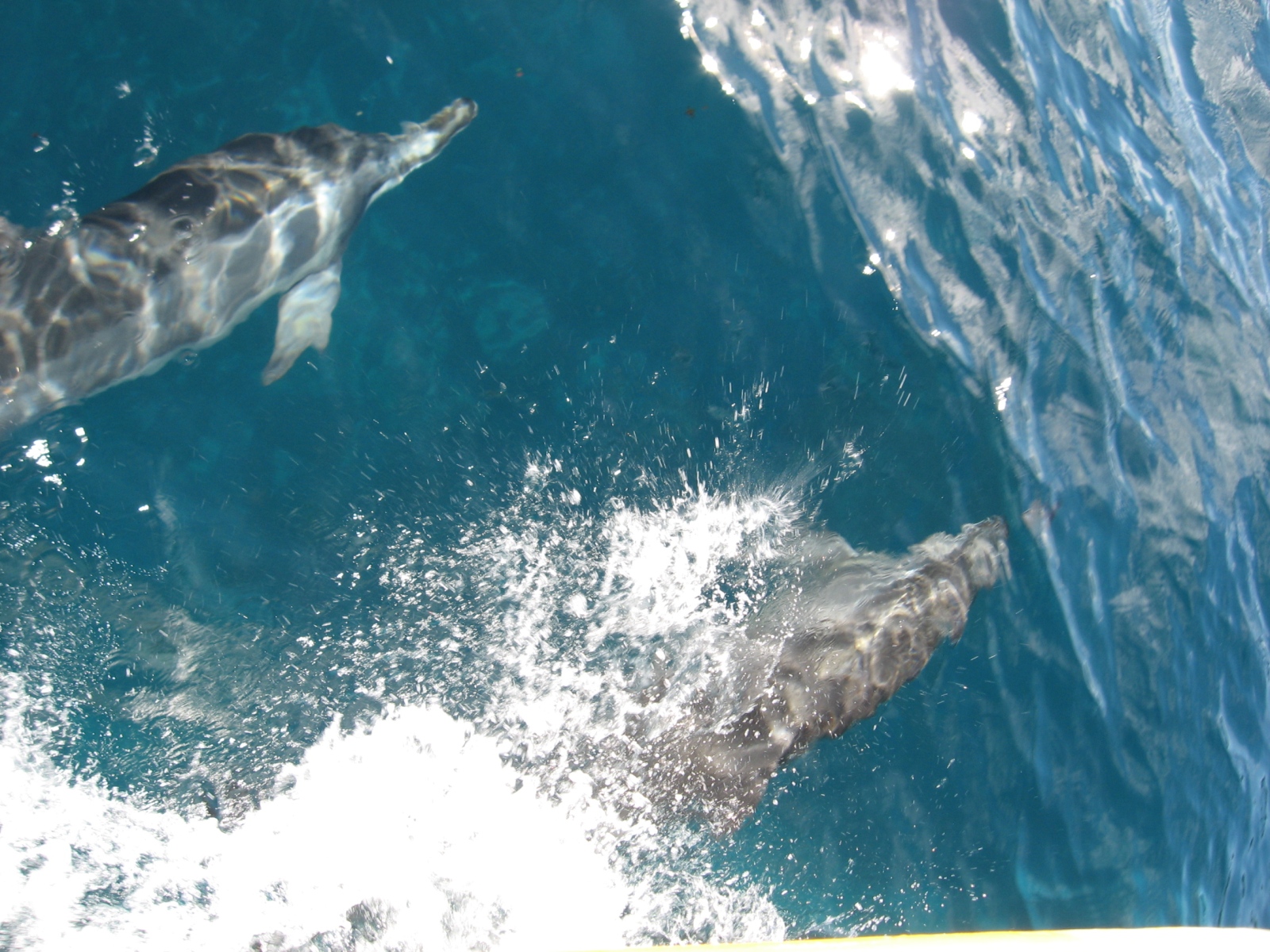 there are dolphins swimming side by side in the water