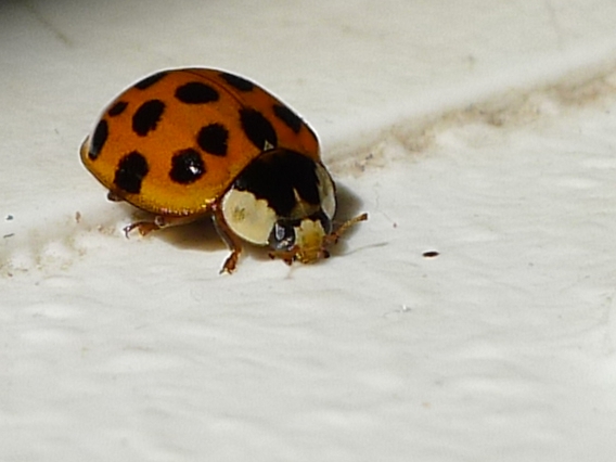 a ladybug crawling on the snow next to the ground