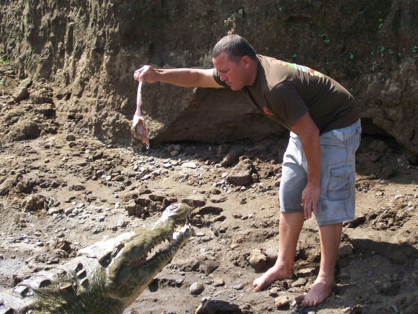 man feeding alligator on a rocky bank with no one around