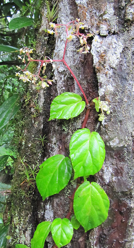 a vine is growing out of a tree