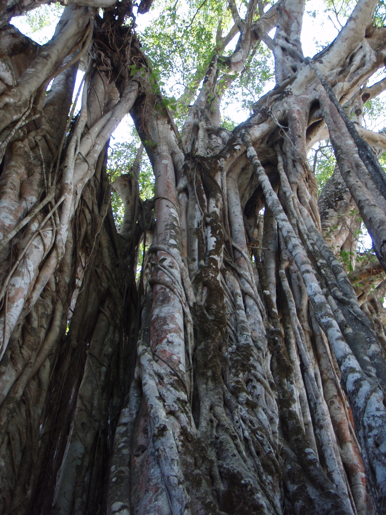 a bunch of trees with large and small trunks