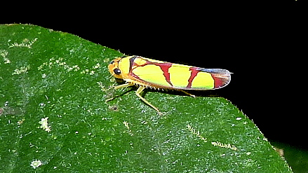 a bright colored insect sitting on top of a green leaf
