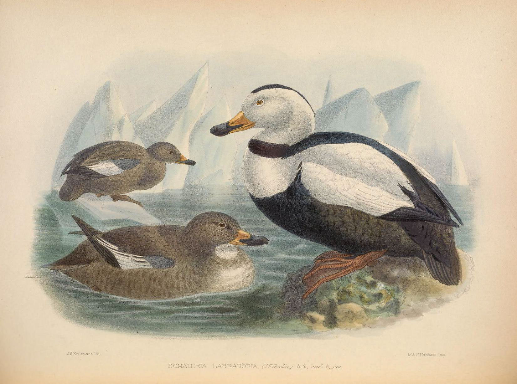 an antique print with ducks swimming in the water