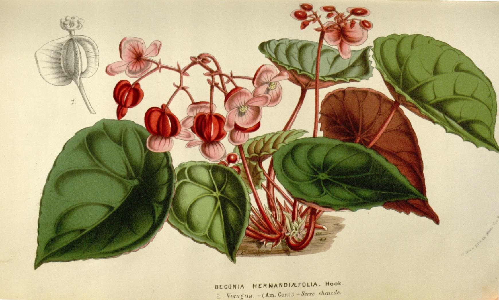 an image of some leaves and flowers on a table