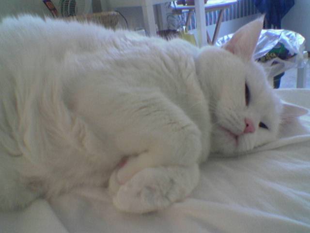 a white cat is laying on the bed