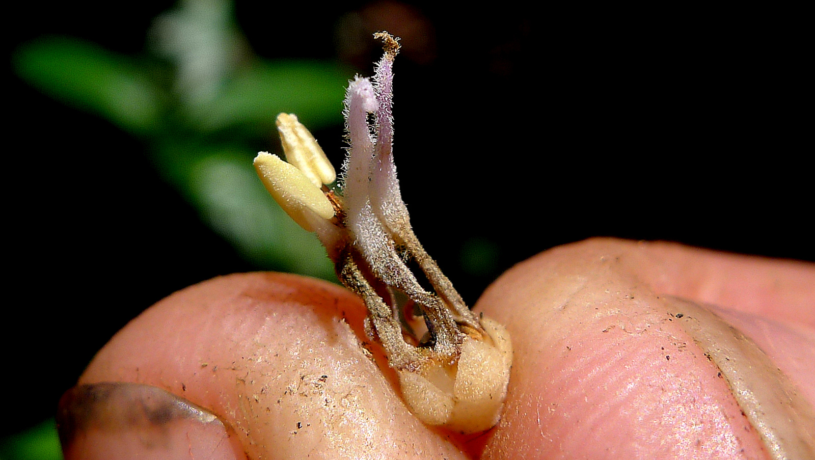 a person holding an open seed on a flower
