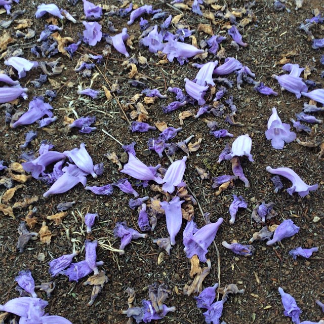 the petals are in purple and crocsants have fallen