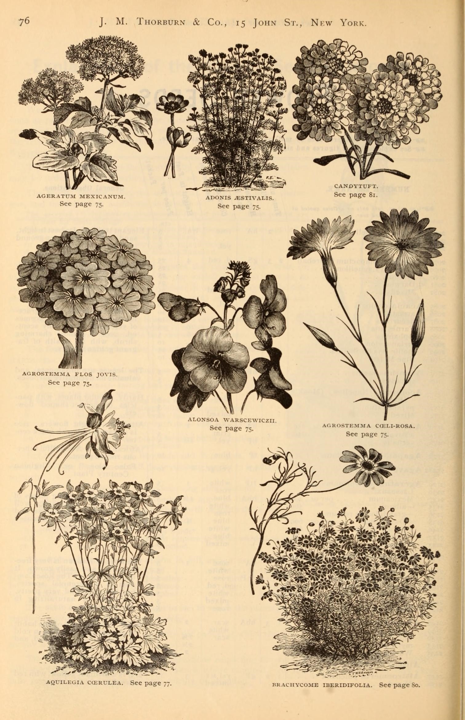 a page in a book shows the flowers and plants on display