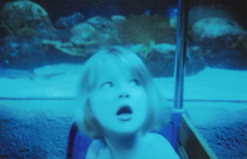 a little  looking into an aquarium with his mouth open