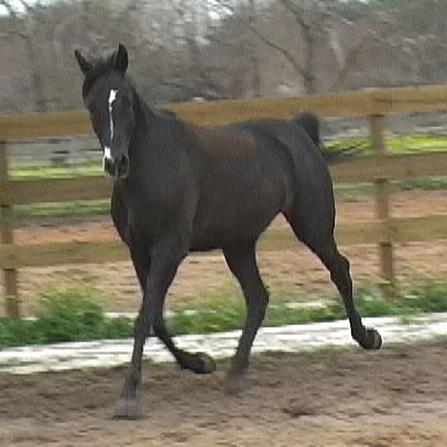 a horse running on a dirt track near a wooden fence