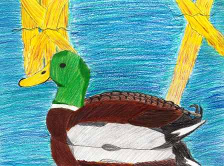 drawing of duck with yellow feathers standing on body of water