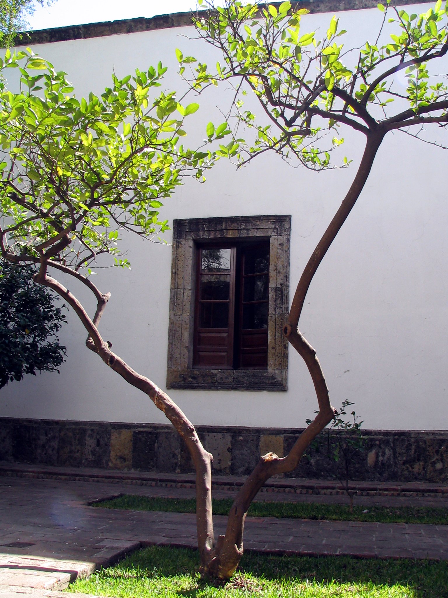 a tree and window with an open window above it