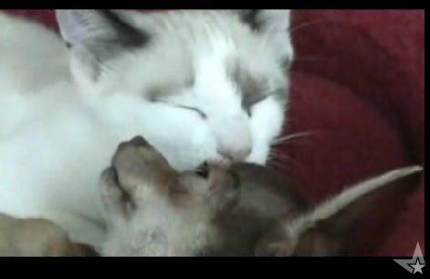 a white cat and brown cat cuddling each other