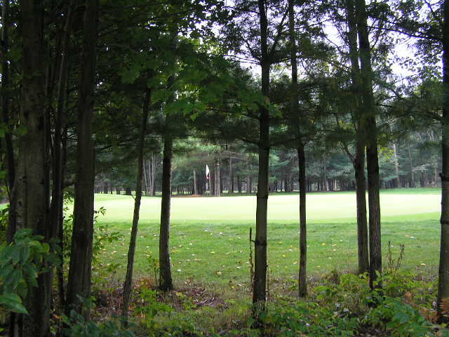a green field surrounded by tall trees in the distance