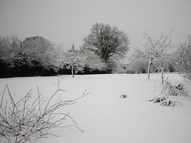a snow covered field with small trees and bushes